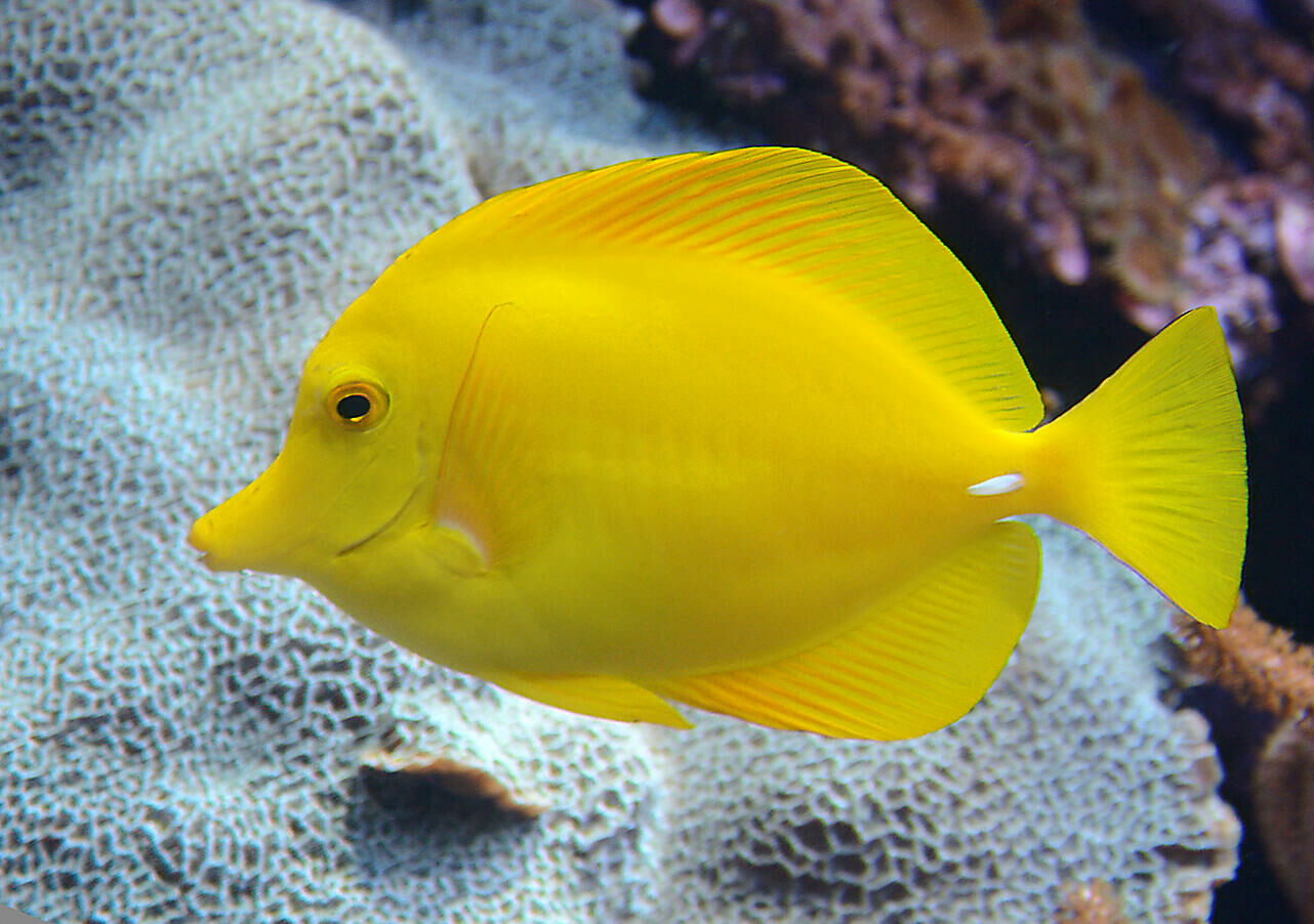 Imagem do Yellow Tang